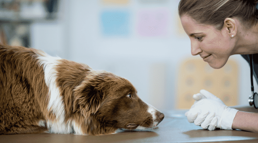 dogs are afraid of the veterinarian
