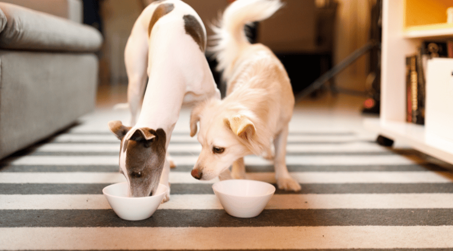 Keeping Your Dog From Eating So Fast