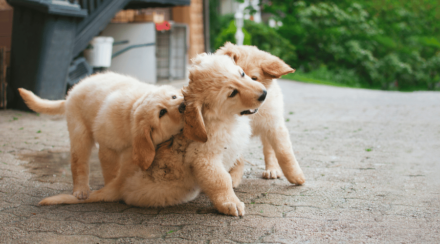 Puppy Development