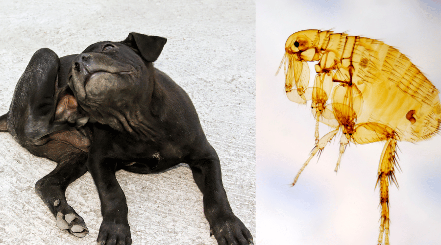 Flea Spray Recipes for Dogs