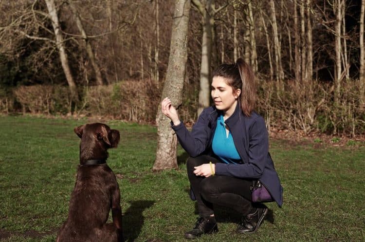 Teach your Dog to Sit Teach your Dog to Sit