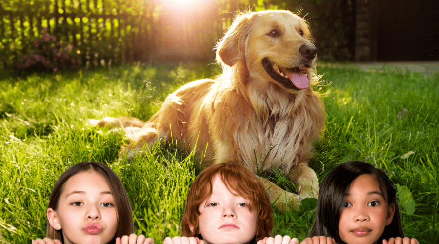 Everything You Need to Know About Golden Retriever