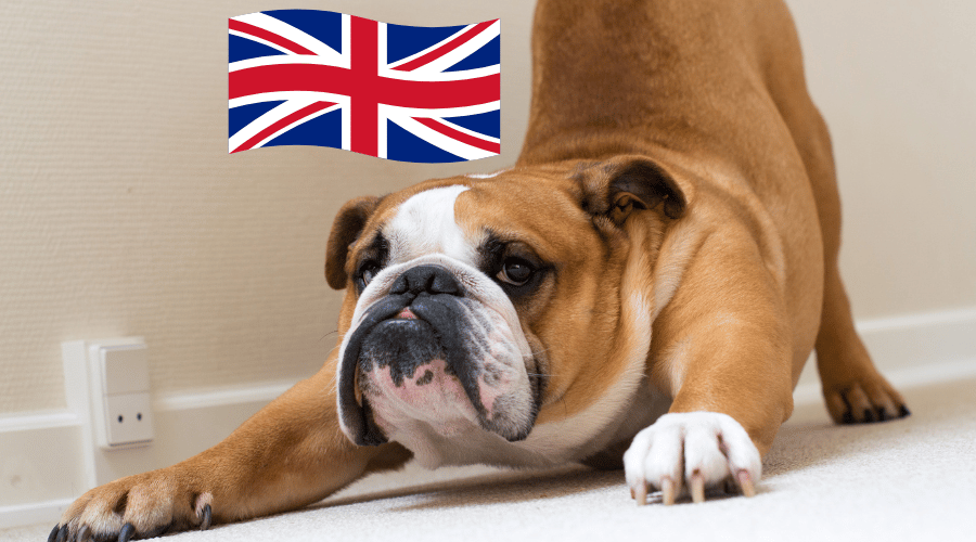 Great Things About English Bulldogs