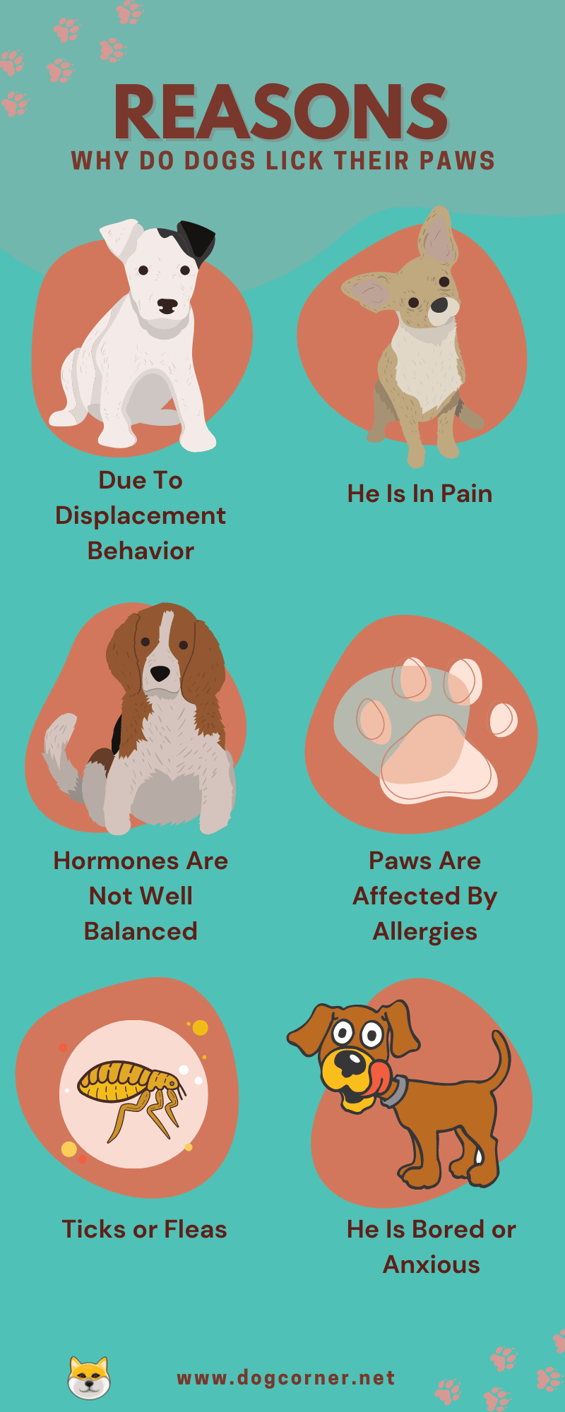 Why Do Dogs Lick their Paws