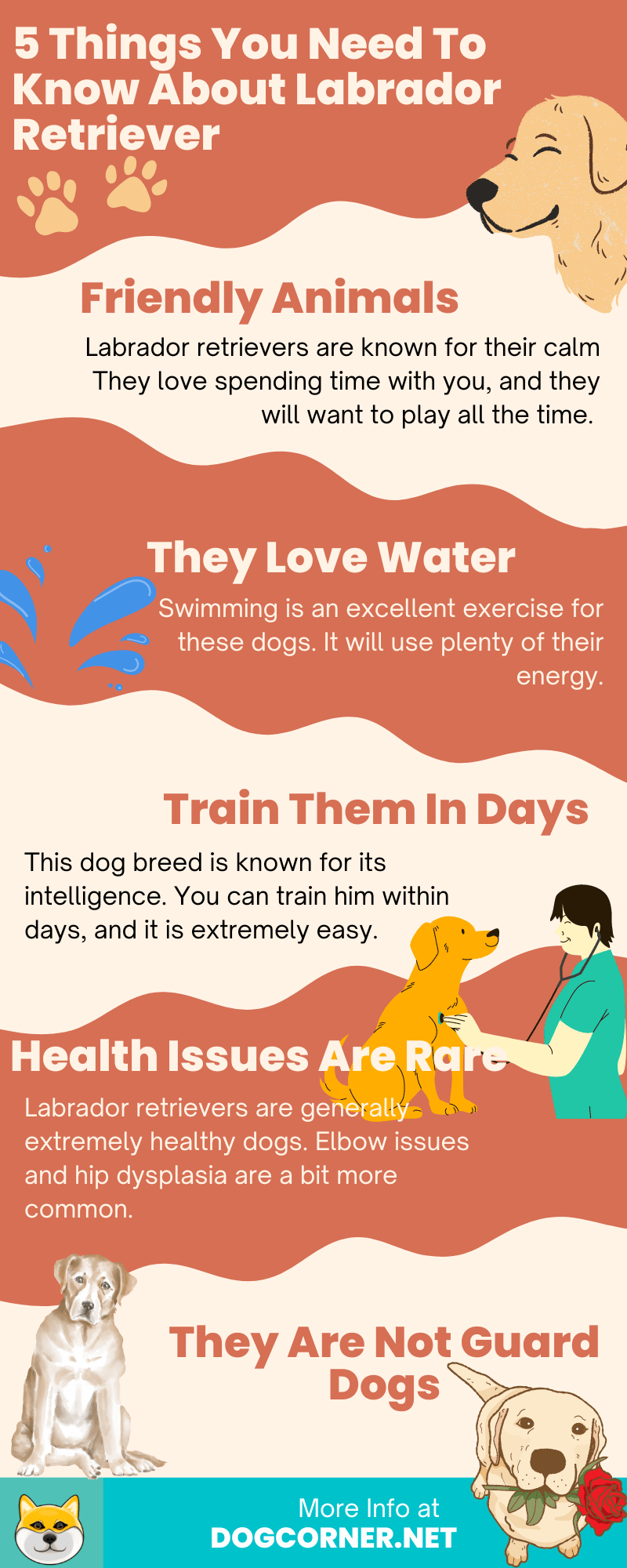 5 Things You Need To Know About Labrador Retriever