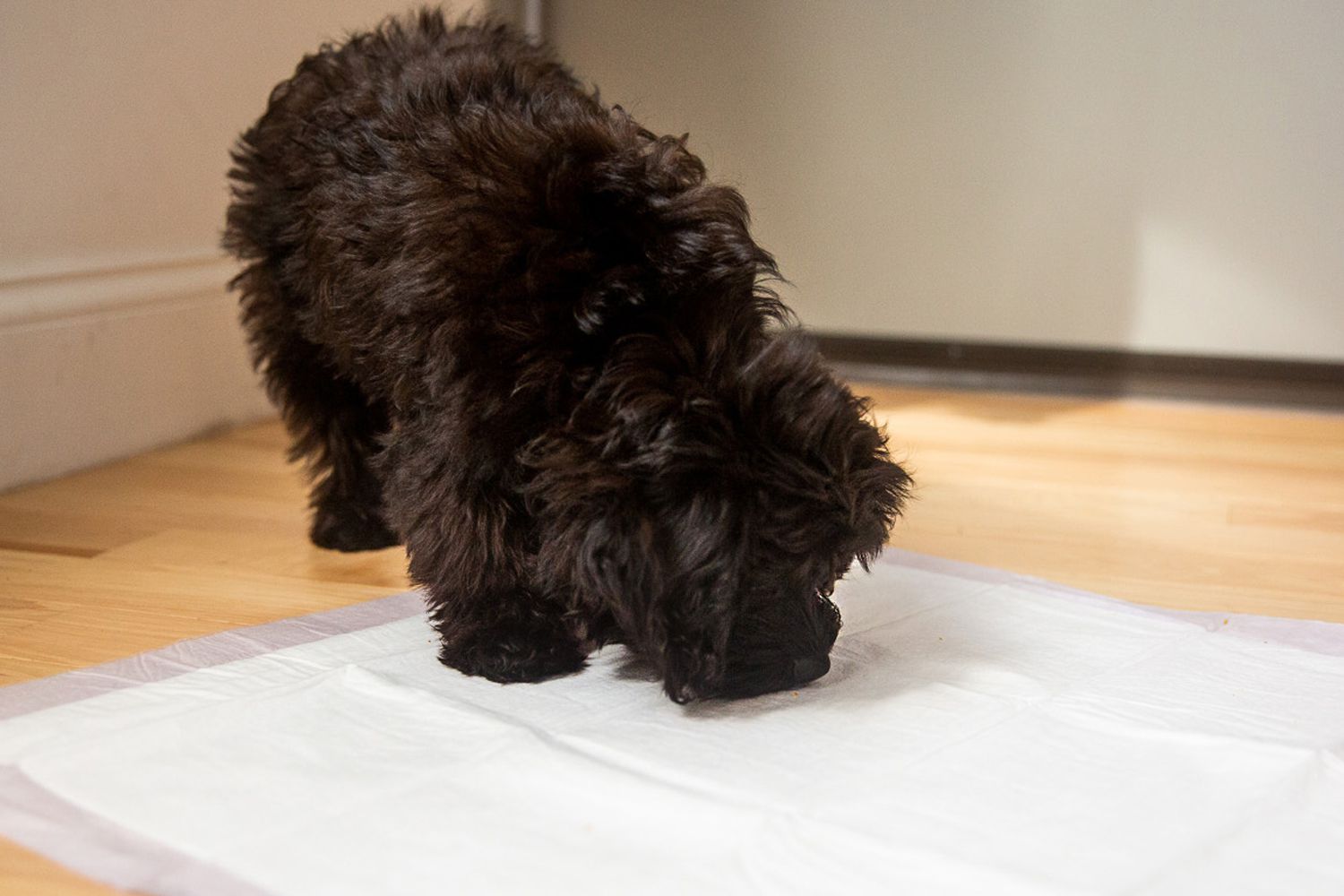 Puppy to Go On Potty Pads