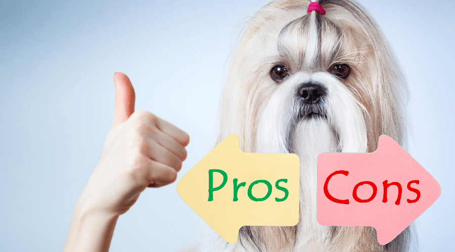 pros and cons About Shih Tzu