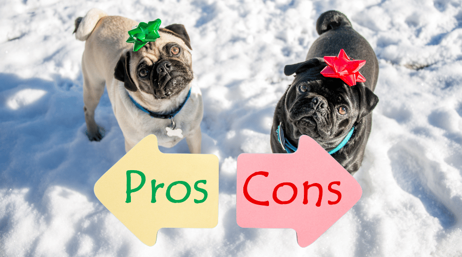 things to know about pugs
