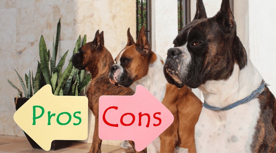 Great Things About Boxers
