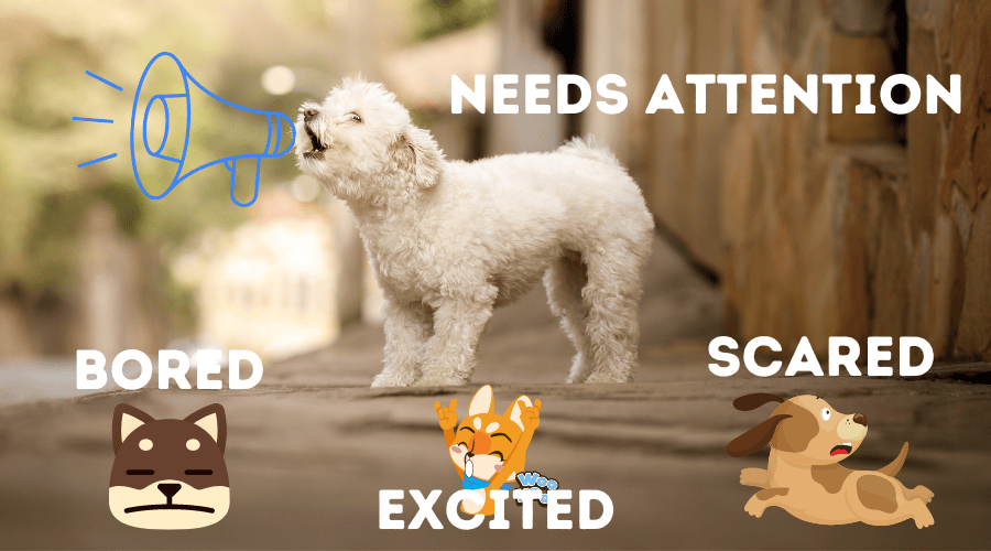 why do dogs bark
