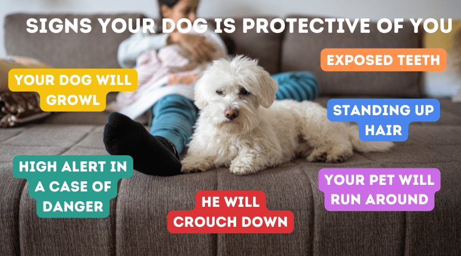 Signs Your Dog Is Protective Of You