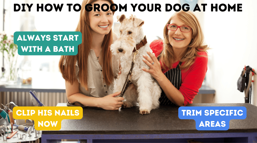 DIY How to Groom Your Dog At Home