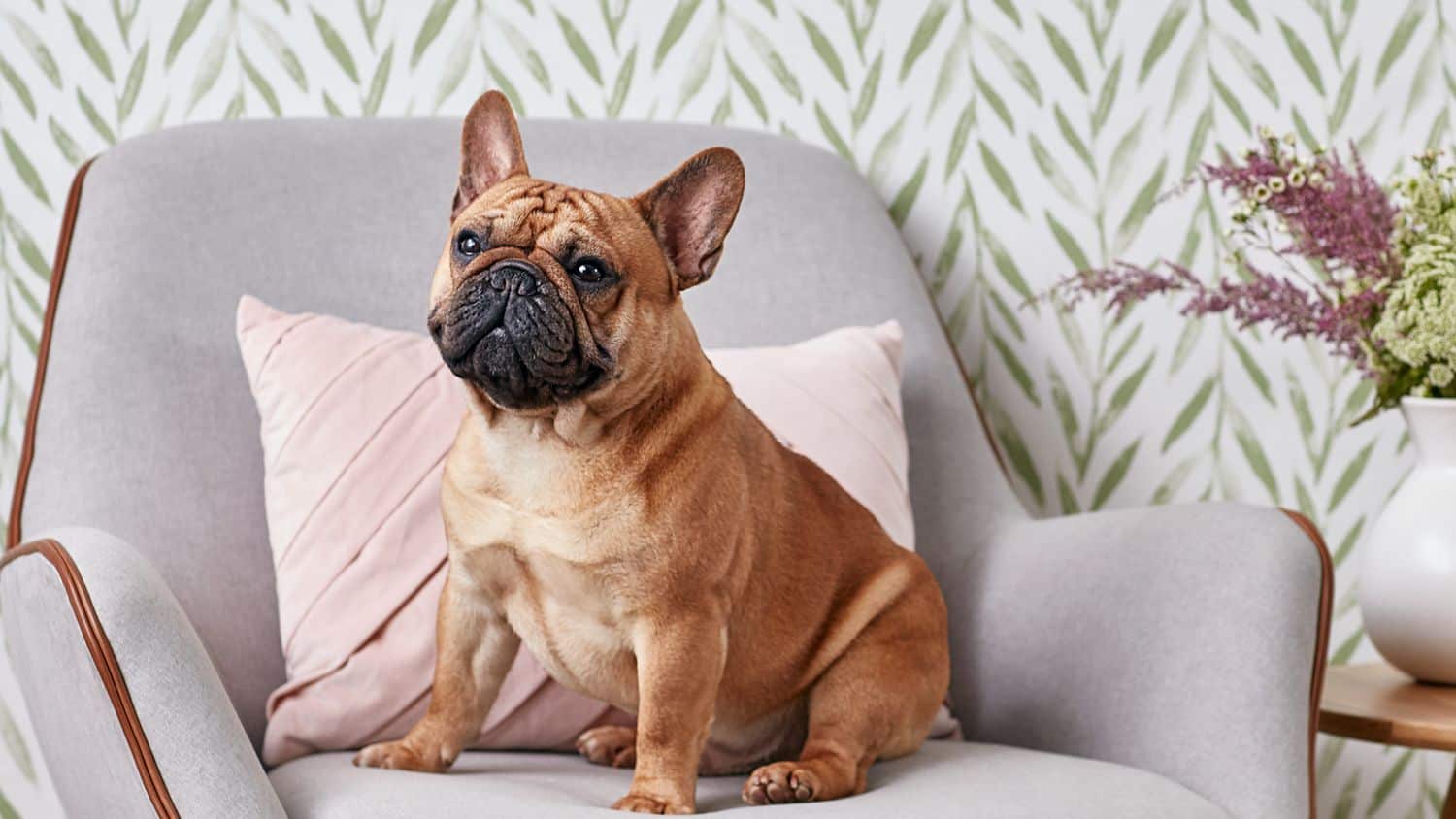 Not so great things about French Bulldogs