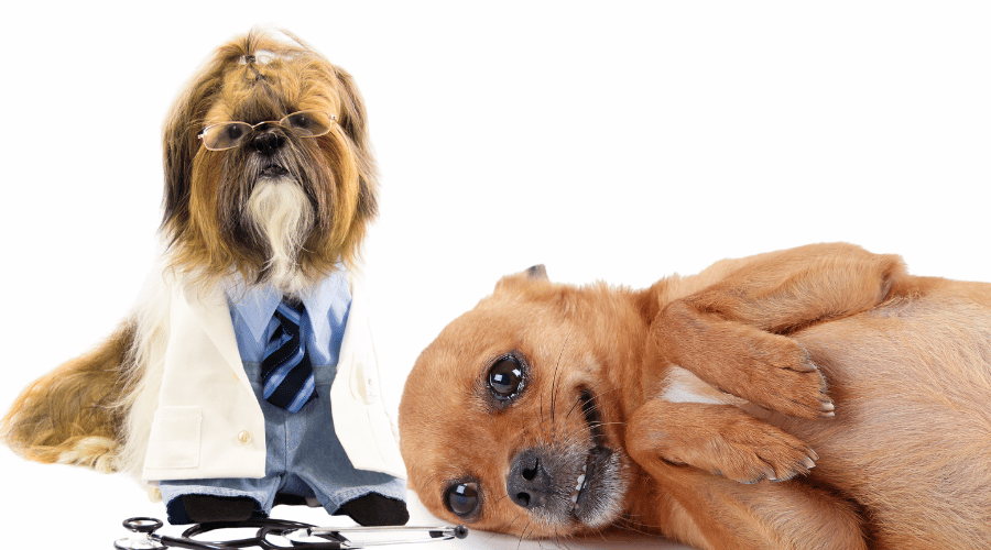 Why Dogs May Act Strange After Teeth Cleaning