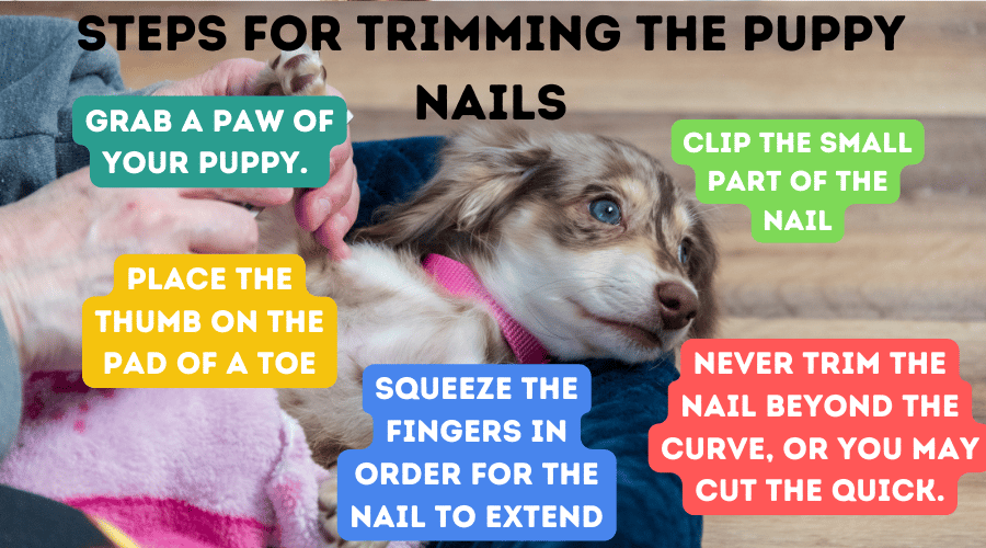 Steps For Trimming The Puppy's Nails