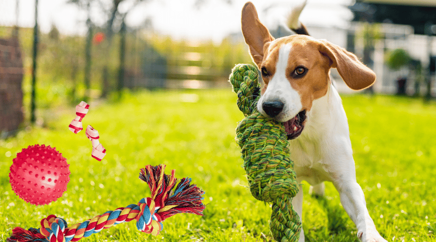 Dogs Roll On Their Toys