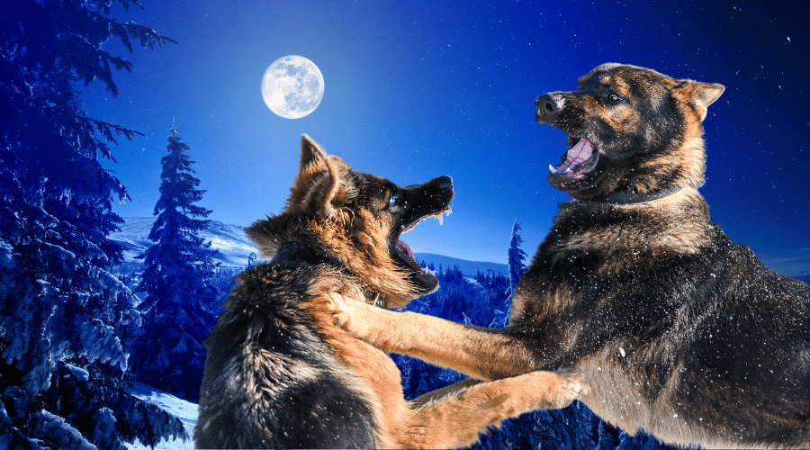 How To Discipline A Dog After Fighting