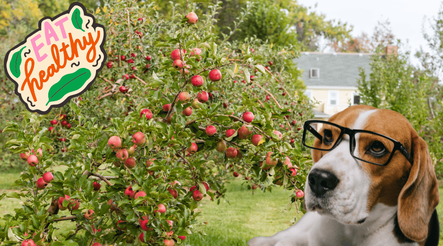 Ways Dogs Benefit From Apples
