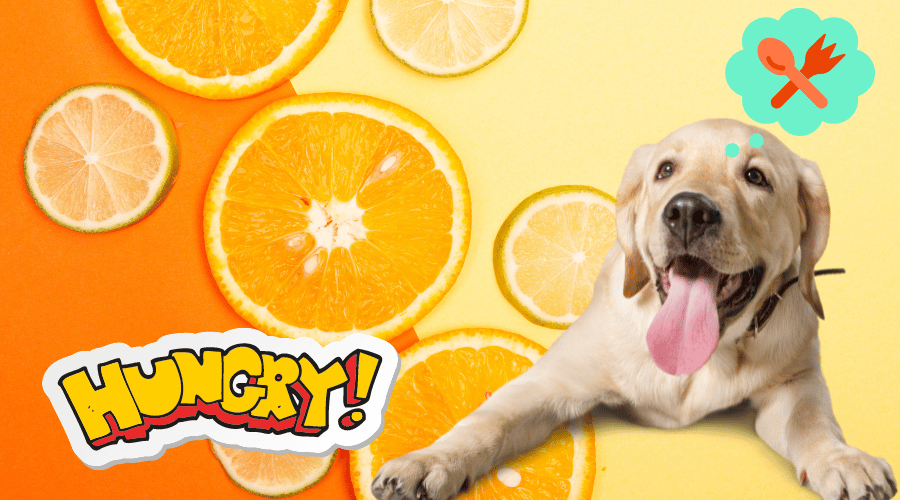 How Should I Introduce Oranges To My Dog