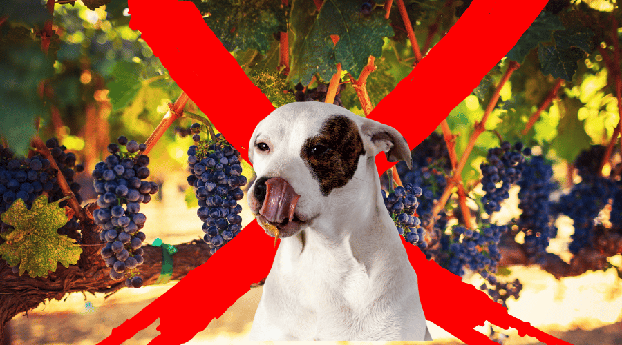 Symptoms Of Grape Toxicity