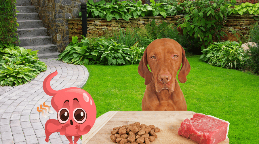 What You Should Do When Your Dog Doesn't Eat
