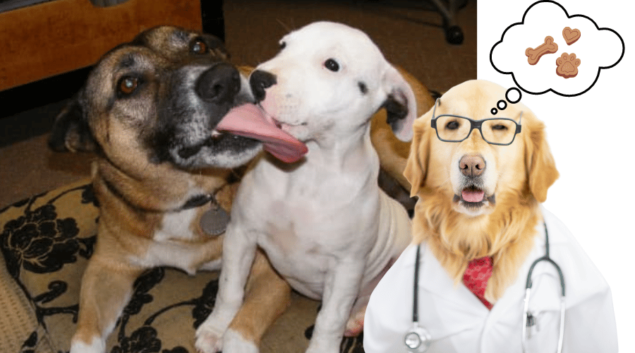 Why Do Dogs Lick Each Other's Teeth