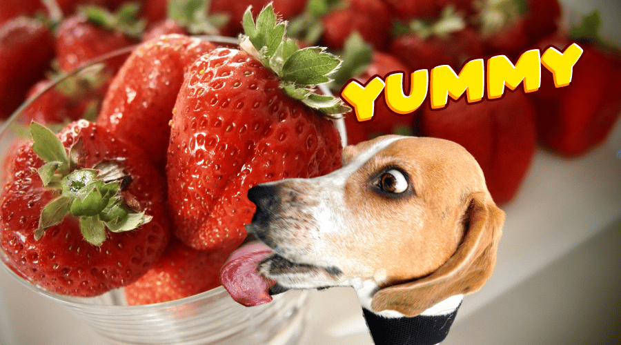 Quantity Of Strawberries Should I Give My Dog