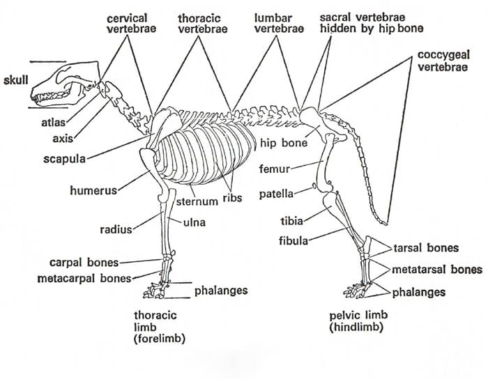 How Many Bones Does a Dog Have
