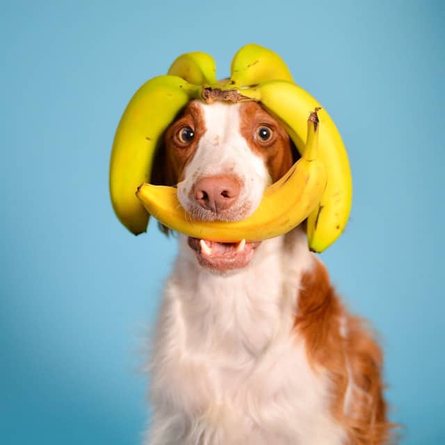 Are bananas safe for dogs