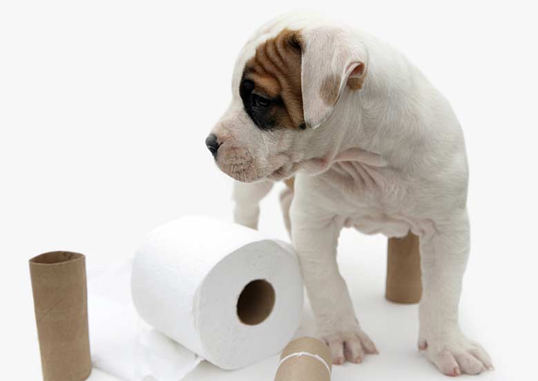 Dog For Pooping In The House