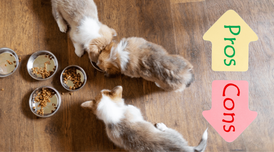 Wet and Dry Food: Pros and Cons