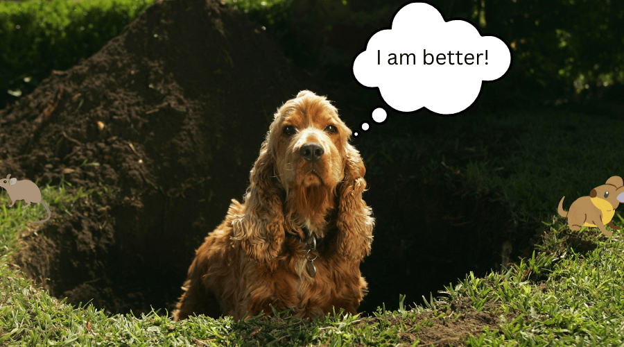Stop Your Dog From Digging in the Dirt