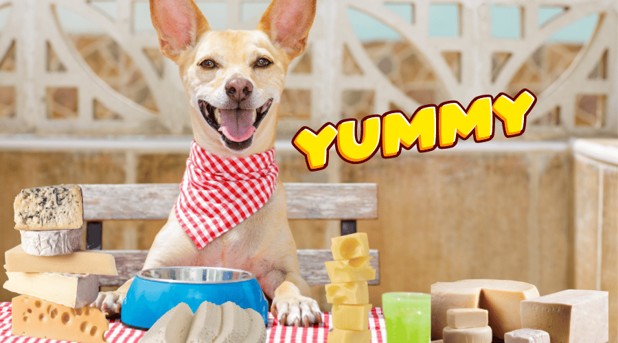Can Dogs Eat Cheese
