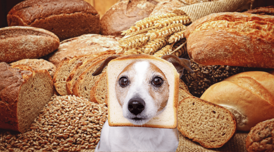 Ingredients In Bread Are Bad For Dogs