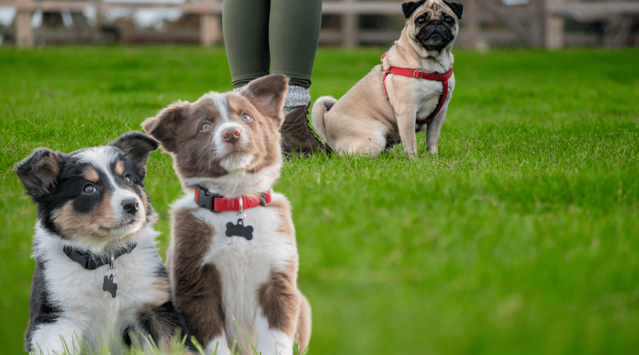 Teach a Puppy To Heel