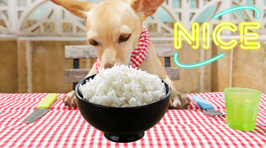 Should You Feed Your Dog Rice