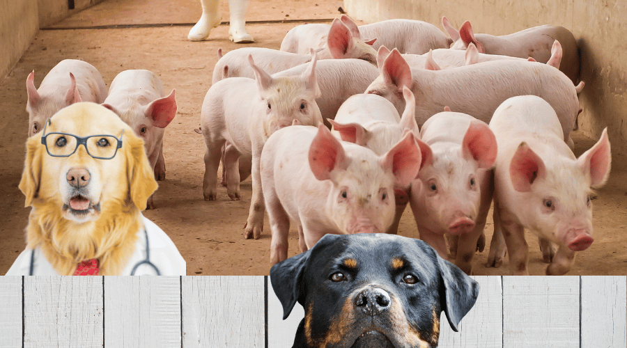 Can Dogs Eat Pork