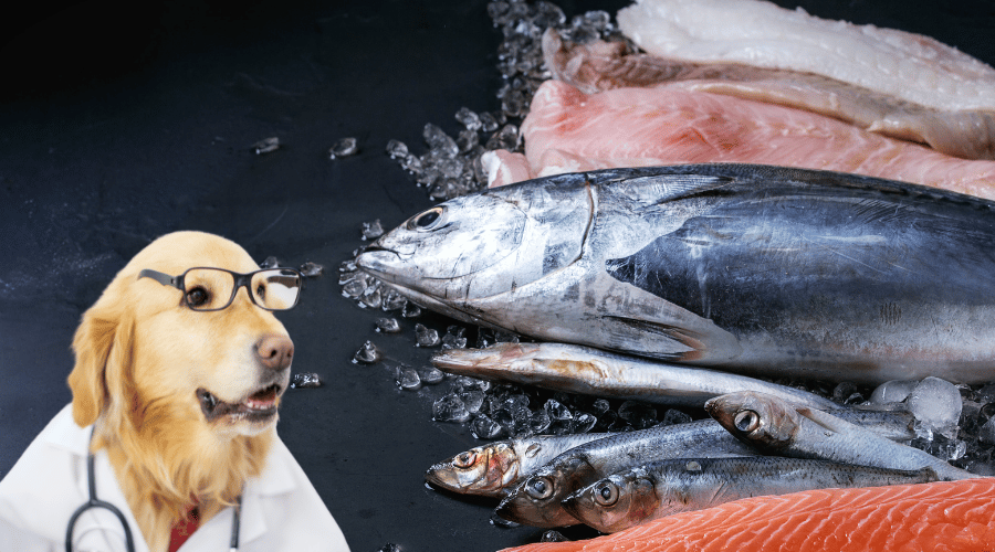 Types Of Tuna to Feed Your Dog