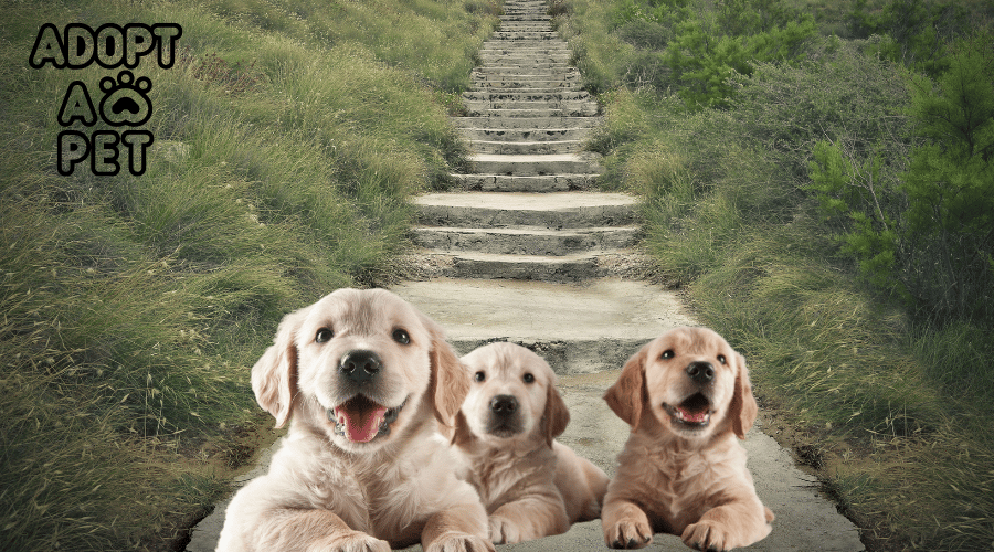 Get A Puppy At 6 Weeks