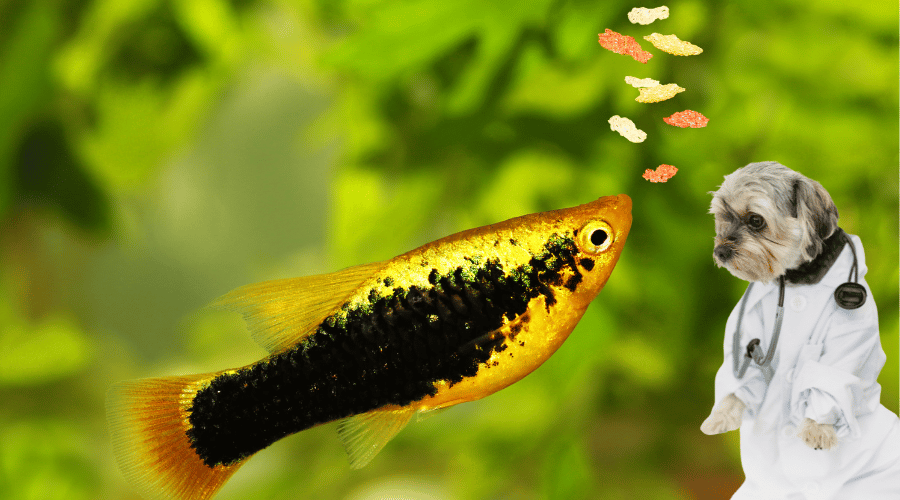 Is Fish Food Toxic for Dogs