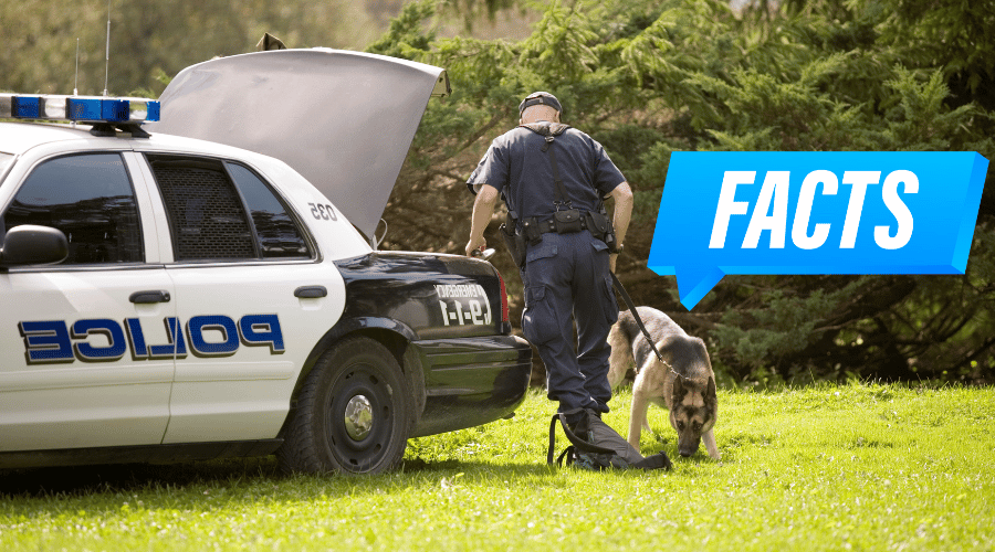 Are Police Dogs Neutered and Spayed