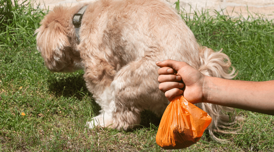 My Dog's Poop Hard and Chalky