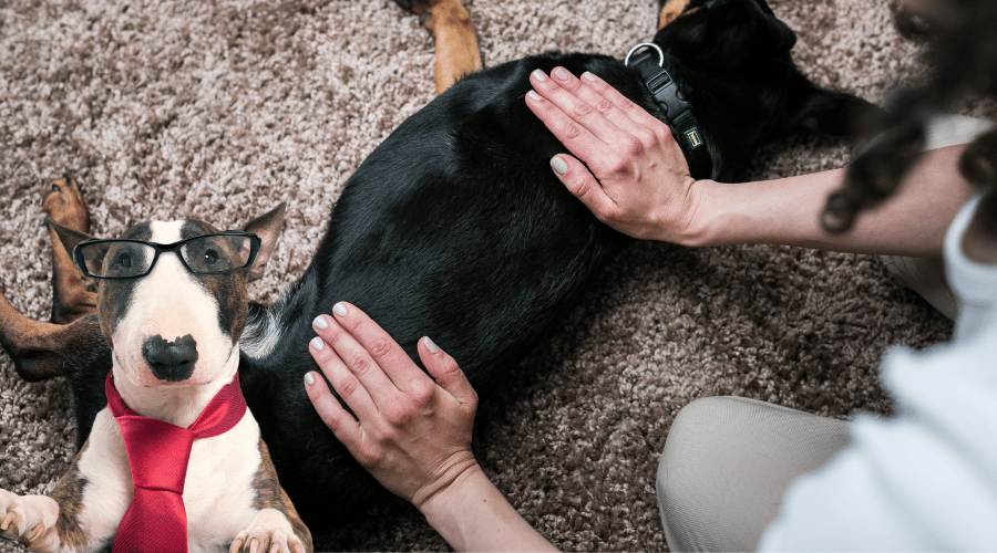 Dog Feel When Rehomed
