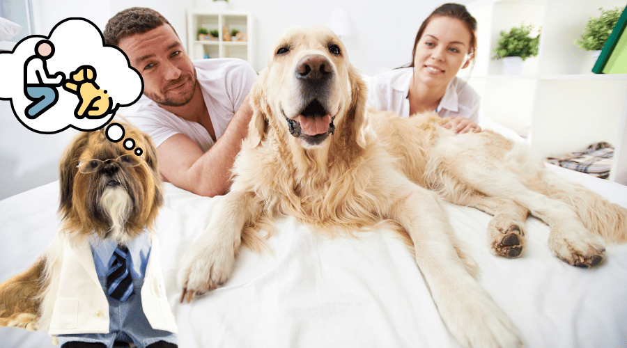 What To Do If Your Dog Is Humping Your Partner
