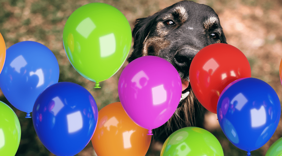 Your Dog Eats A Balloon