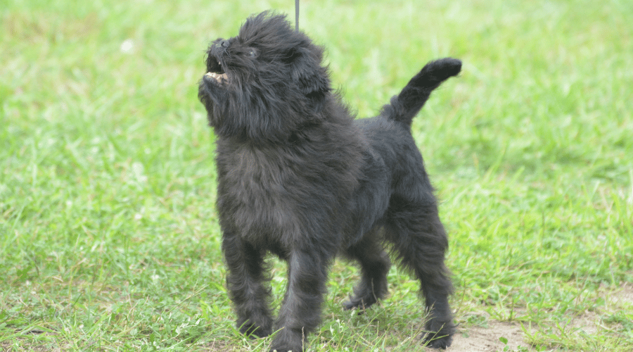 affenpinscher ugly dog breed