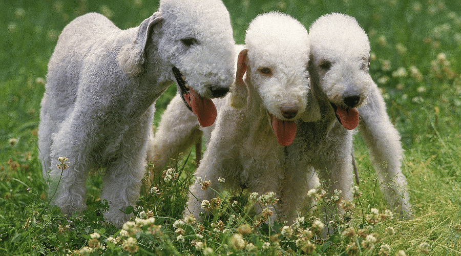 Bedlington Terrier