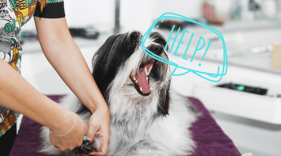 Dogs So Opposed To Having Their Nails Clipped