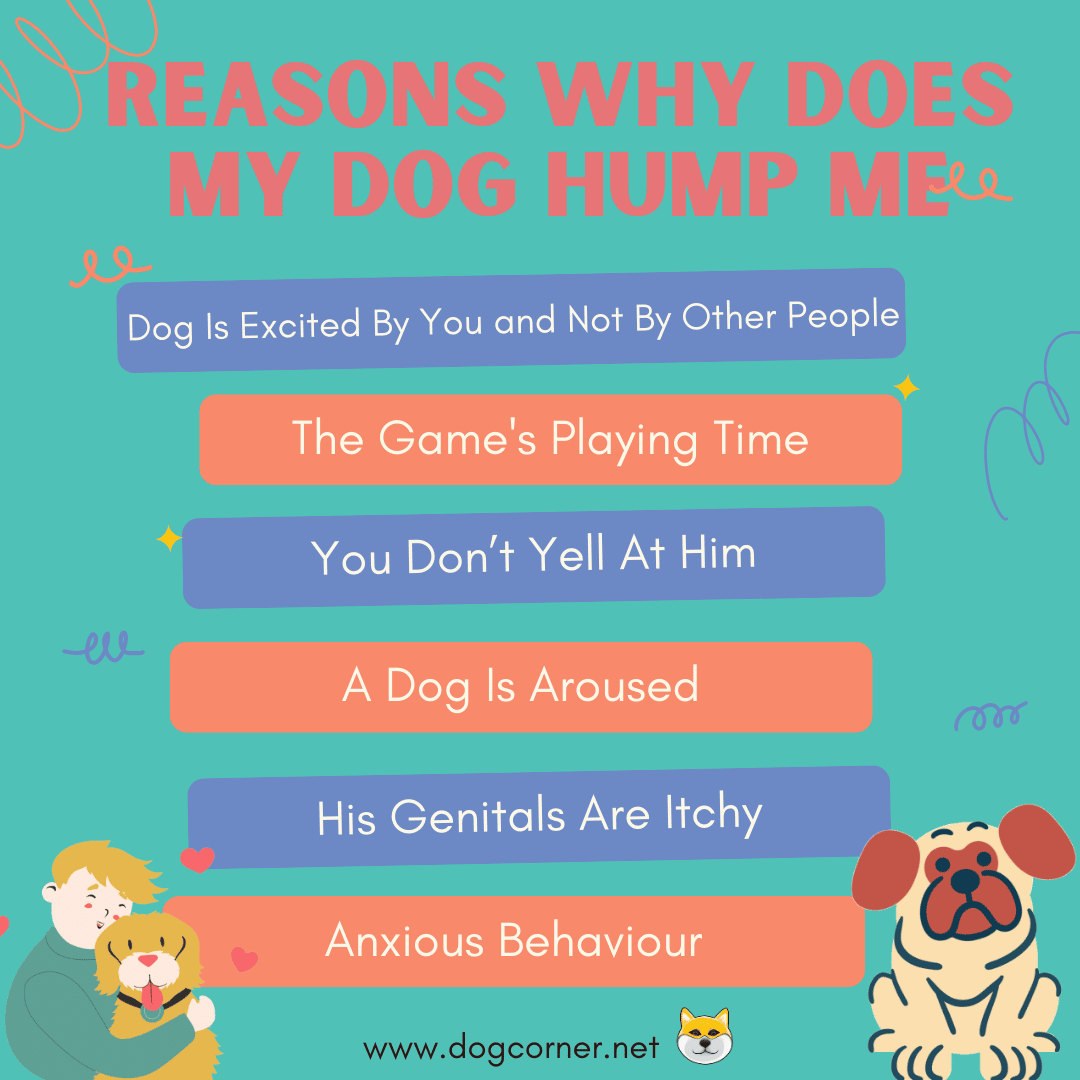 Reasons Why Does My Dog Hump Me