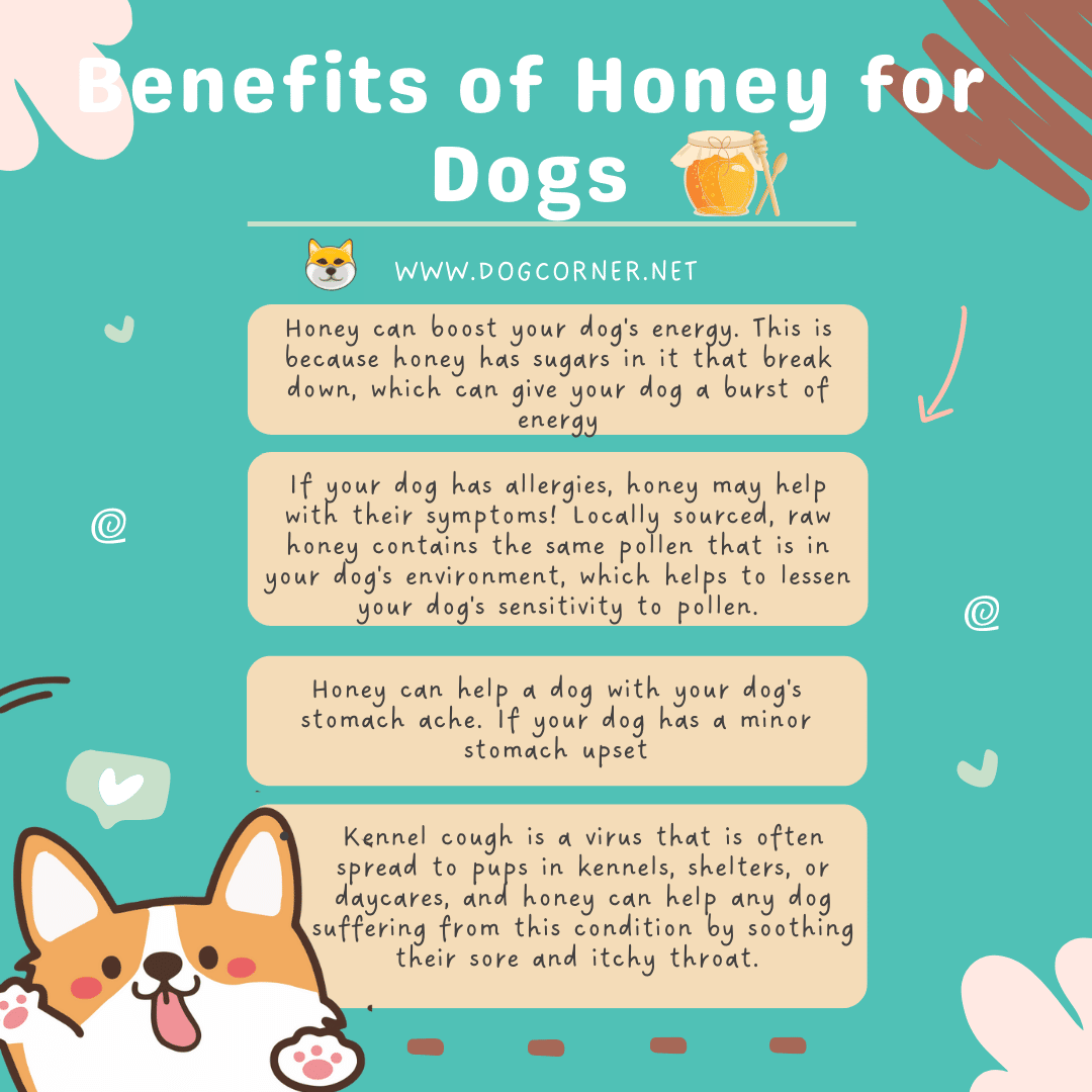 Benefits of Honey for Dogs